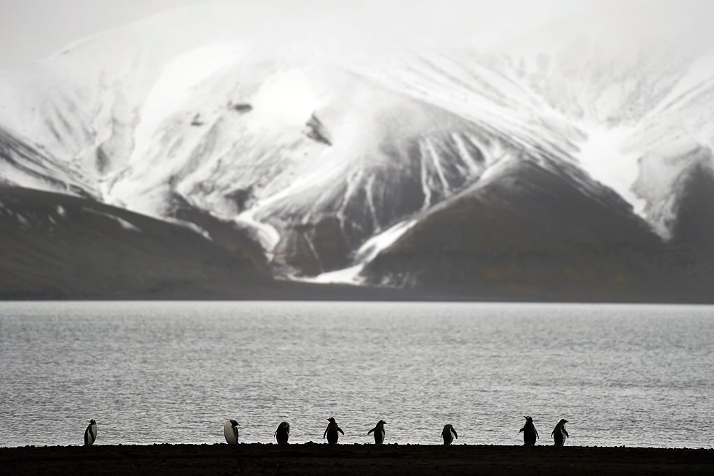 Pingüinos en la costa con montañas nevadas