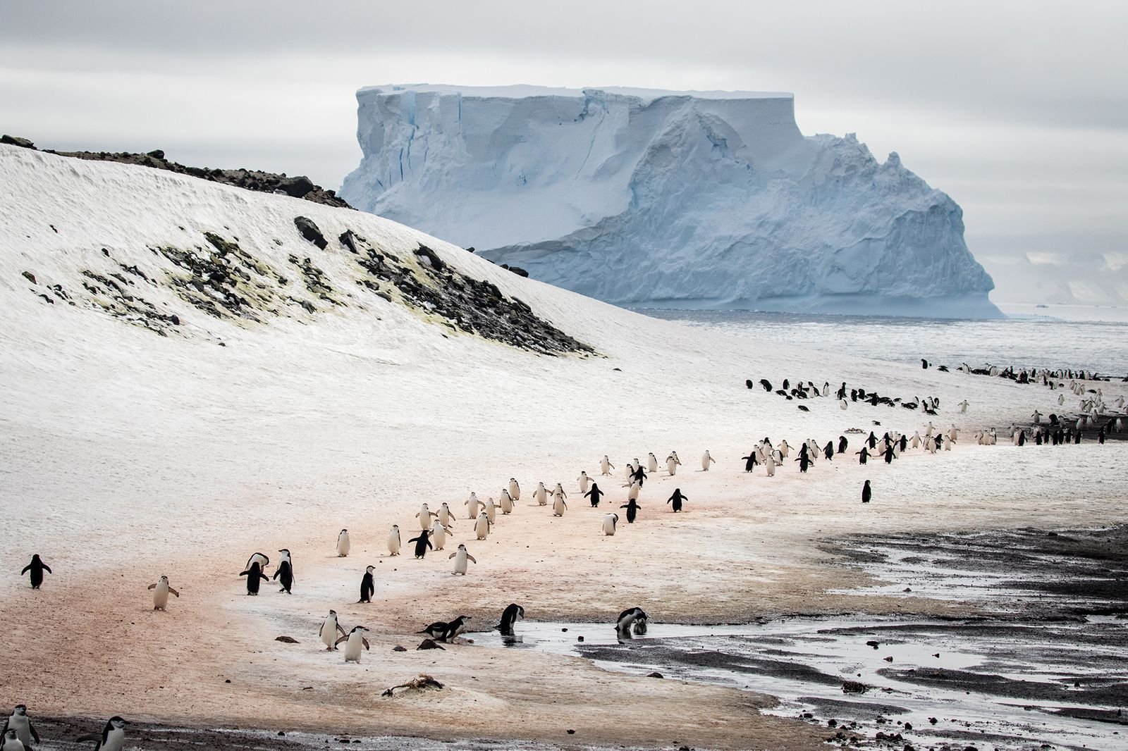 Colonia de pingüinos con iceberg al fondo